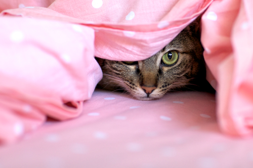 photo of cat hiding in blanket